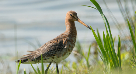 Black-tailed godwit