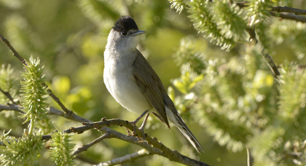 Male blackcap on branch