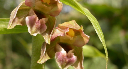 Broad-leaved helleborine 