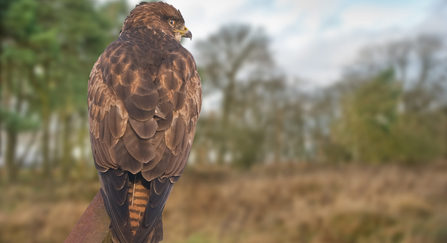 Buzzard