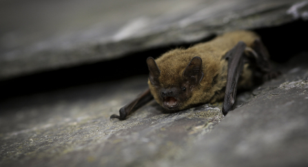 Common pipistrelle