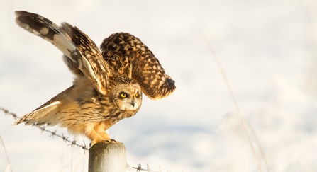 Short-eared owl