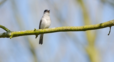 Blackcap