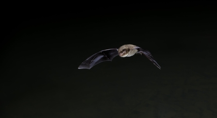 Daubenton's bat