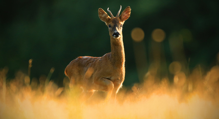 A male roe deer standing in vegetation