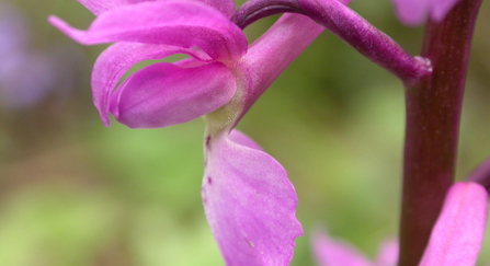 Early purple orchid