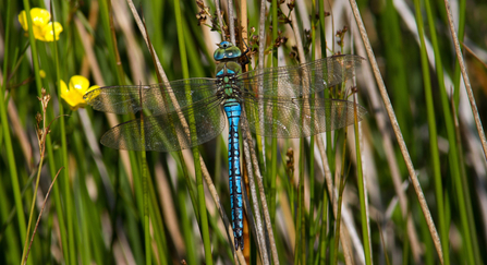 Emperor dragonfly