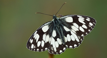 Marbled white