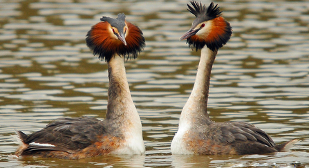 Great crested grebe 