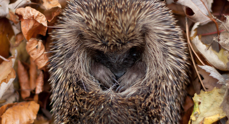 Hedgehog curled up in autumn leaves