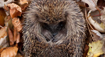 Hedgehog curled up in autumn leaves 