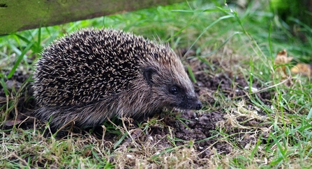 Baby hedgehog