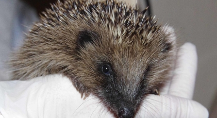 Hedgehog being held 