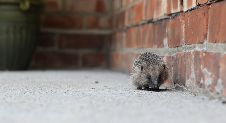 Hedgehog