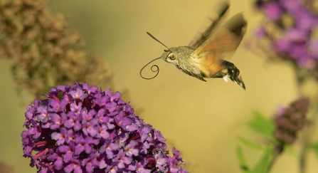 Hummingbird hawkmoth