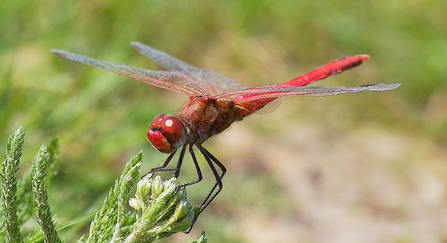 Red-veined darter