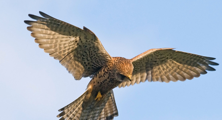 Kestrel