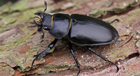 Lesser stag beetle