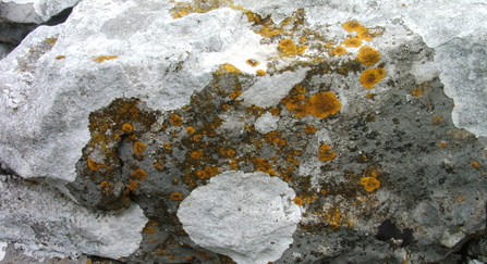 Lichen