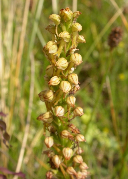 Man orchid