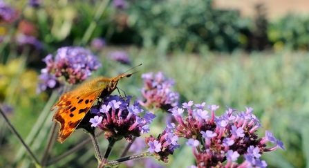 Comma butterfly