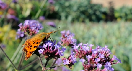 Comma butterfly