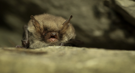 Natterer's bat perched on surface.