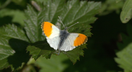 orange tip butterfly