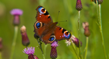 Peacock butterfly - © Bob Coyle