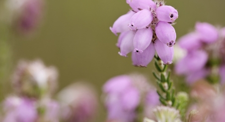 Cross leaved heath