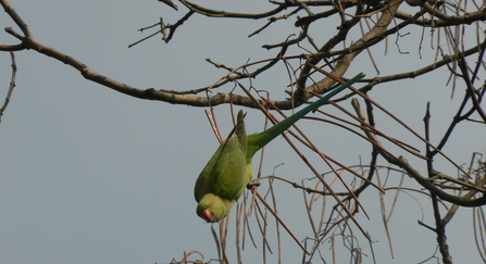 Parakeet 