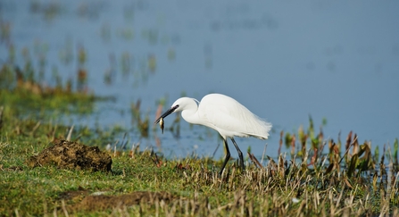 Little egret