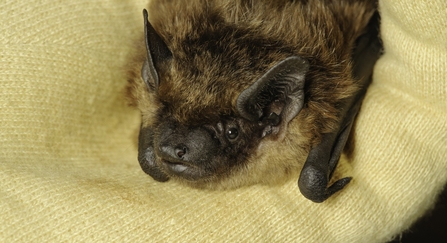 Serotine bat (Eptesicus serotinus)