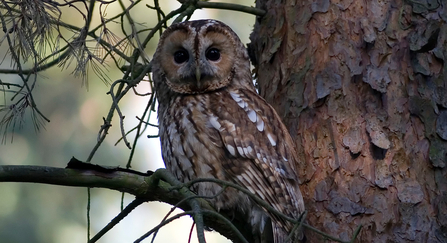 Tawny owl