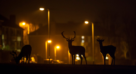 Urban fallow deer