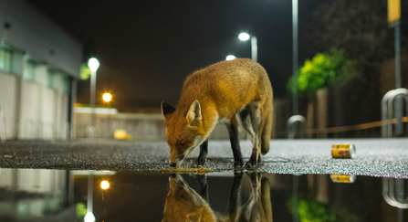 Urban Fox