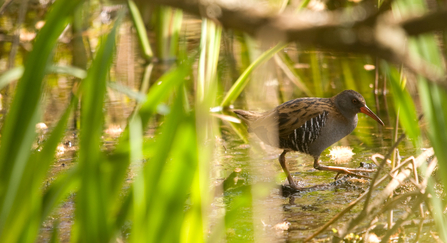 Water rail