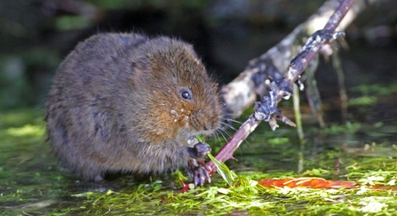 Water vole