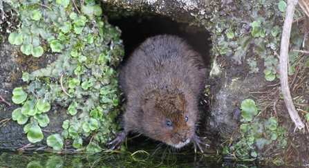 Water vole