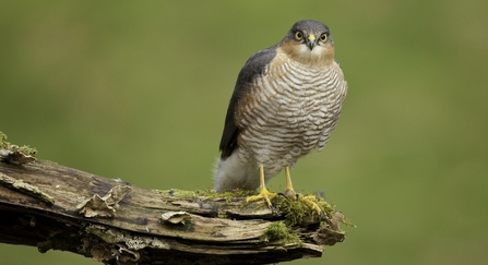 Sparrowhawk (Accipiter nisus) adult male perched in woodland setting, Scotland, UK