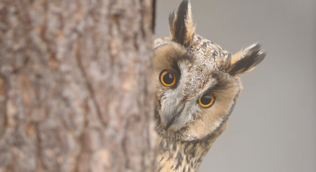 Long-eared owl