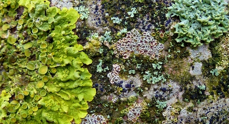 Lichens