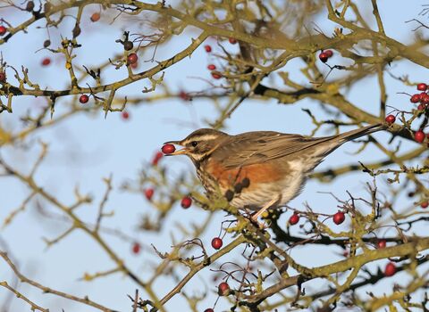 Redwing with hawthorn berry