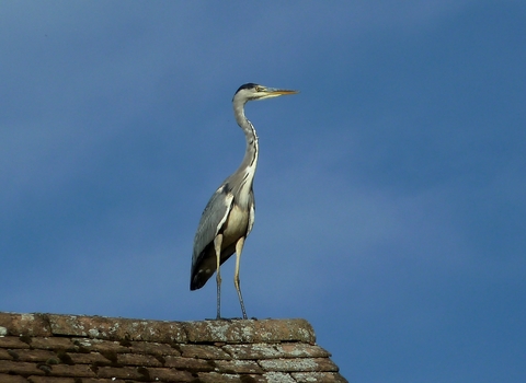 Grey heron standing on a rooftop
