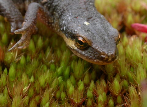 Close-up of palmate newt's head
