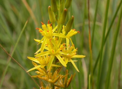 Bog Asphodel