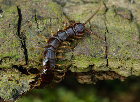 Brown Centipede