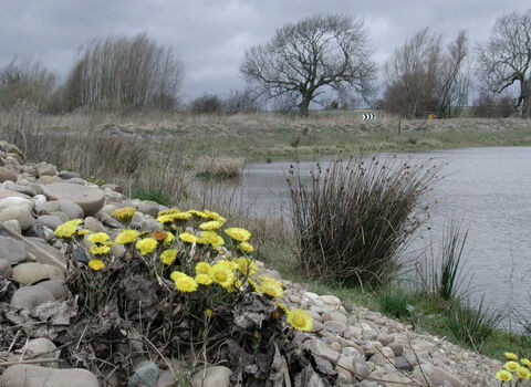 Colt's-foot