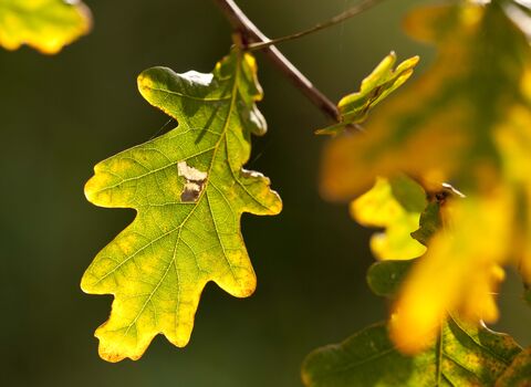 English Oak