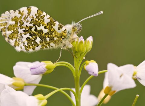Orange-tip butterfly